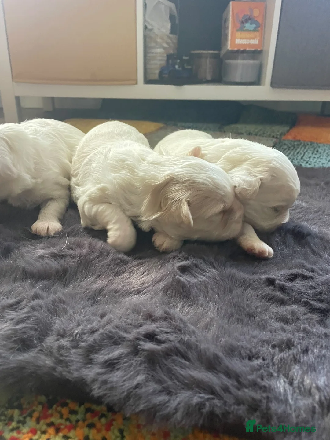 Maltipoo dogs for sale: Puppies  - Advert 12