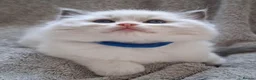 Ragdoll cats for sale: 💙 GCCF Ragdoll Kittens – 4 Girls & 3 Boys 💙 - Advert 14