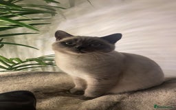 British Shorthair cats for sale: British shorthair for sale  - Image 2