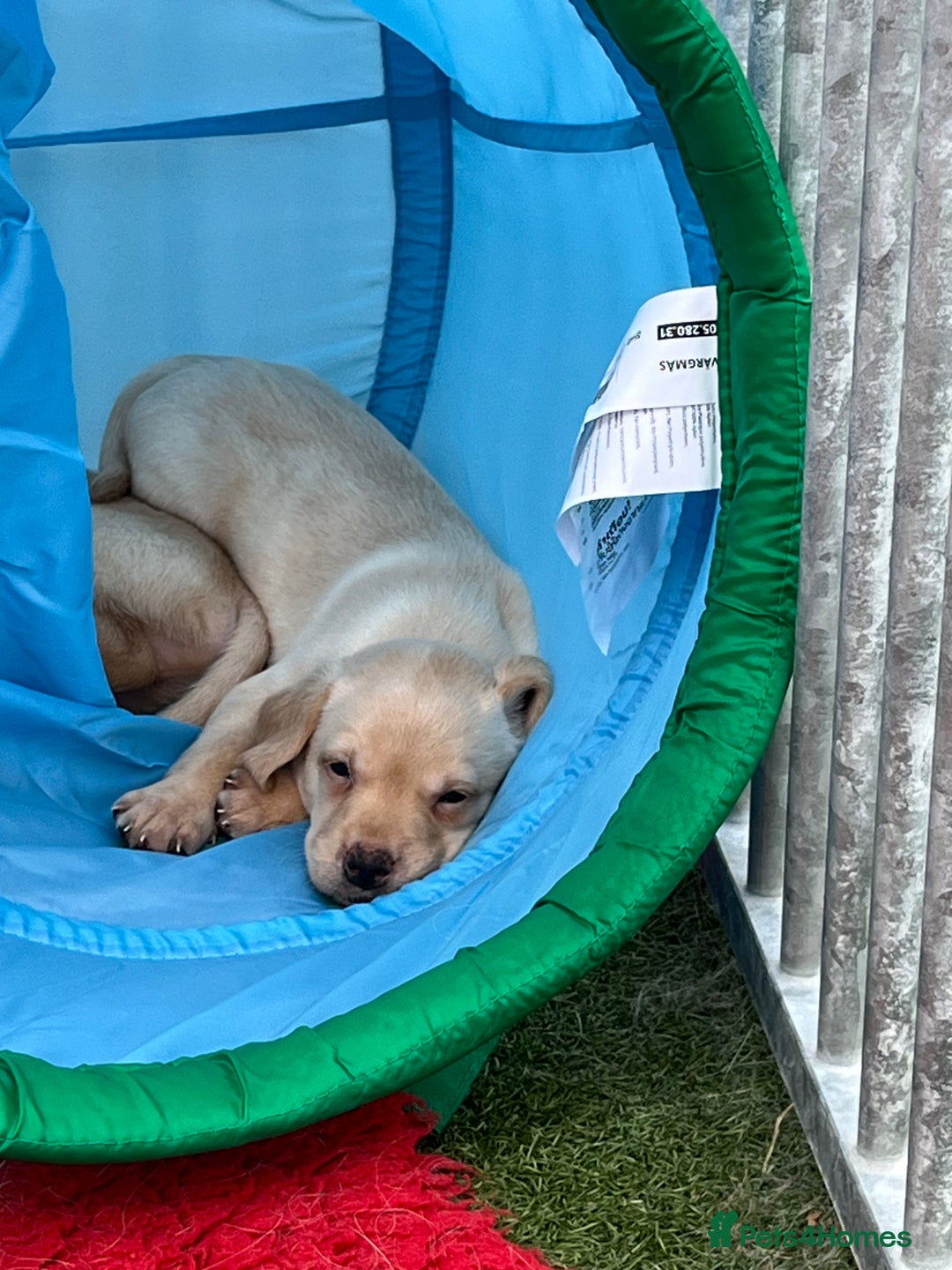 Labrador Retriever dogs for sale: Delightful Yellow Labradors Puppies - Image 5