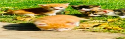 Mixed Breed cats for sale: Mixed breed kittens - Advert 26