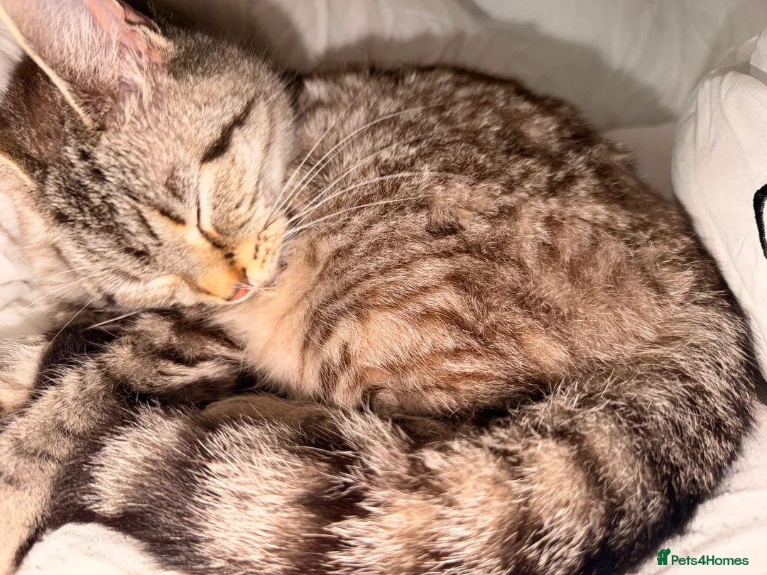 Mixed Breed cats for sale: Selling for friend - Grey Tabby cat  - Advert 3