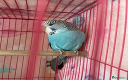 Budgerigars birds for sale: Baby Budgies’s xx males and females available  in Knutsford - Image 6