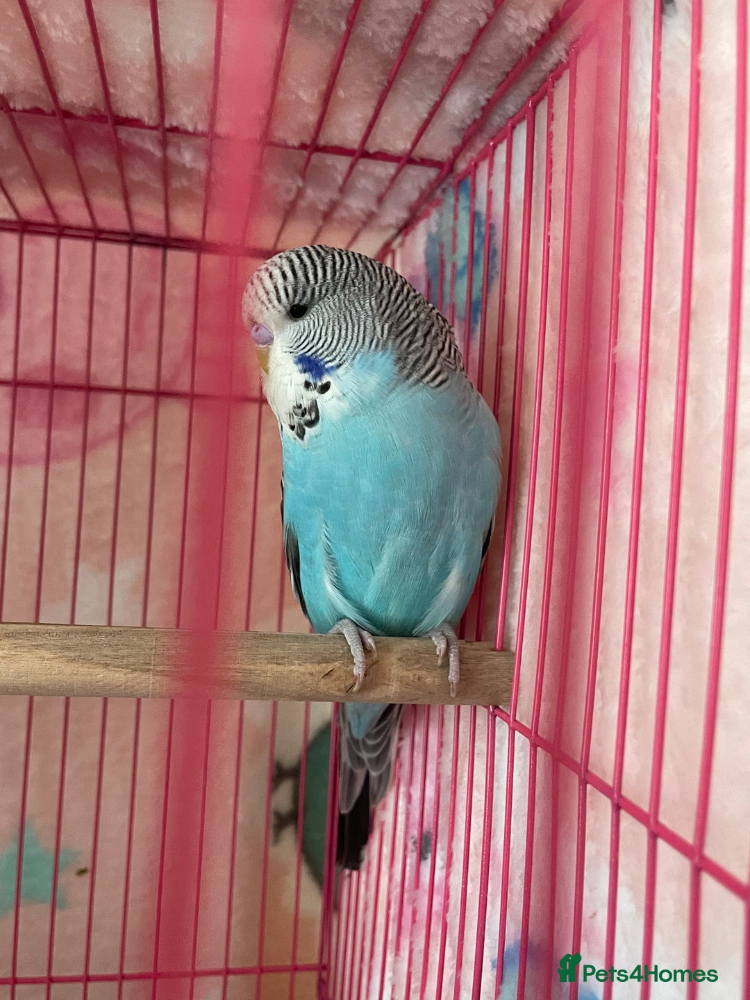 Budgerigars birds for sale: Baby Budgies’s xx males and females available  in Knutsford - Image 6