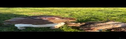 English Springer Spaniel dogs for sale: KC Reg Male Springer Spaniel pups  - Advert 3