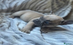 French Bulldog dogs for sale: French bulldog puppies - Image 13