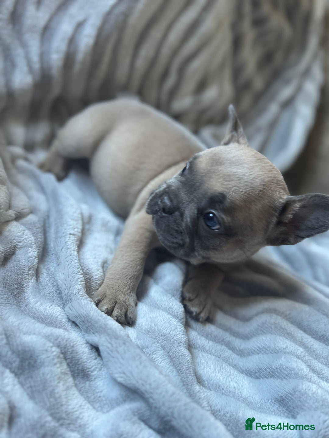 French Bulldog dogs for sale: French bulldog puppies - Image 13