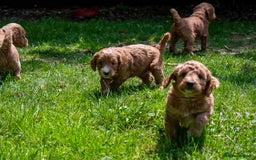 Goldendoodle dogs for sale: F1b Miniature Goldendoodles - Waiting List Open - Image 9