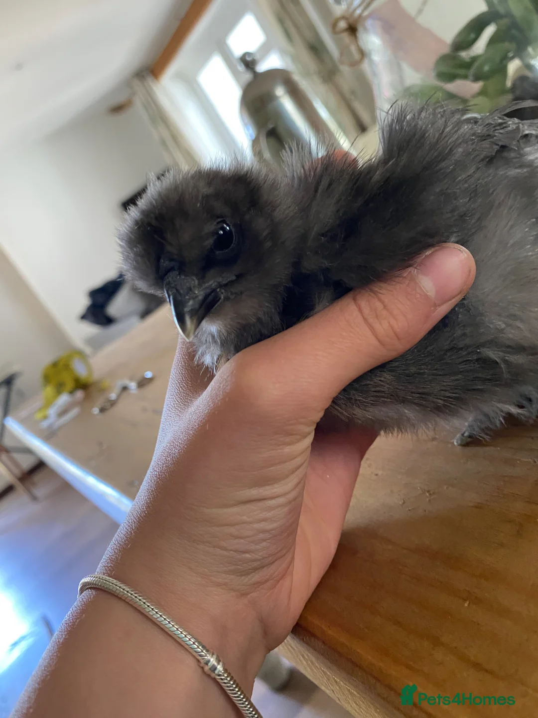 Chickens poultry for sale: Silkie chick - Advert 2