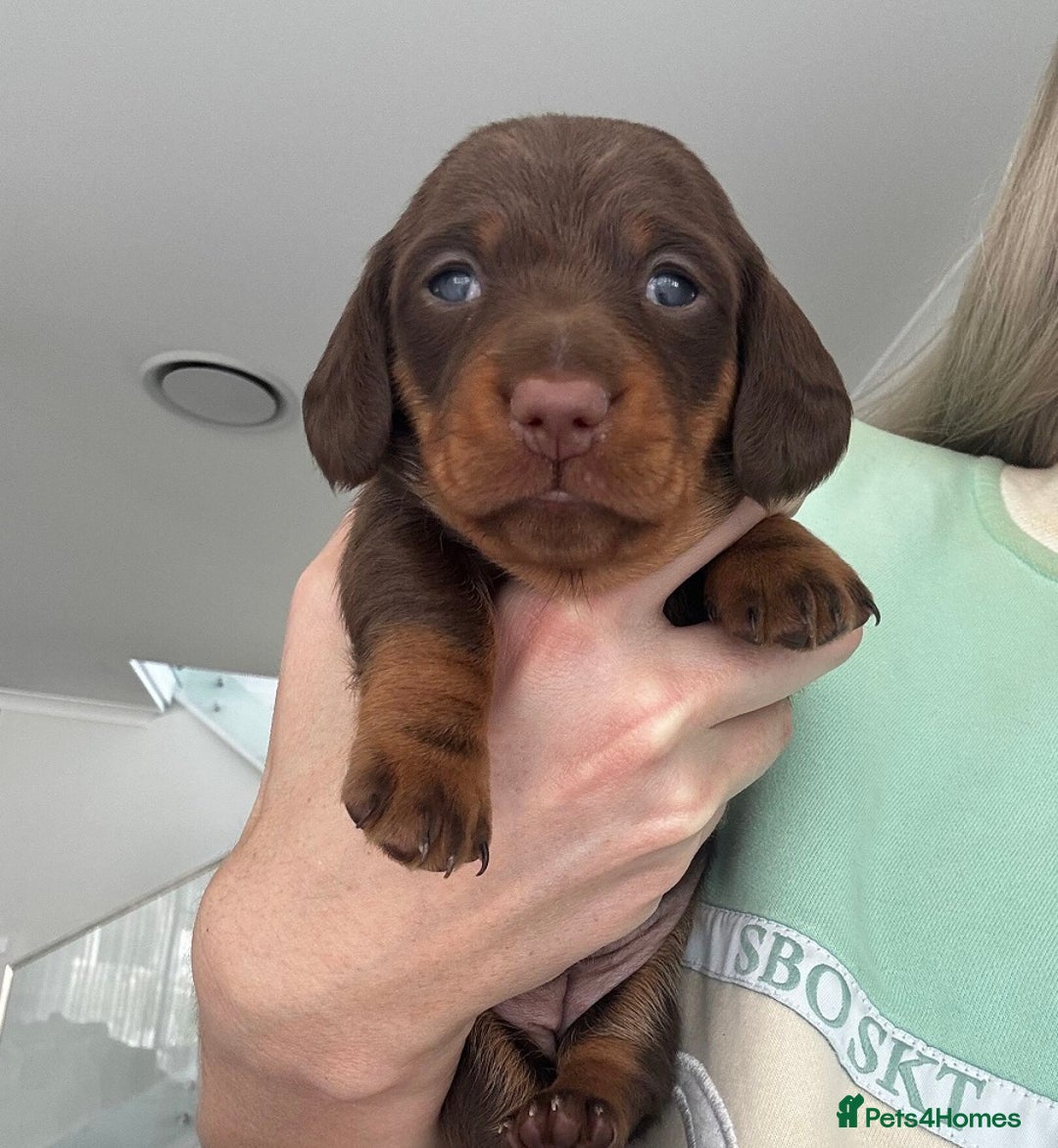 Miniature Dachshund dogs for sale: Of 5 purebred Miniature Dachshund - Image 5