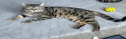 Bengal cats for sale: Beautiful kittens  in Swindon - Advert 31