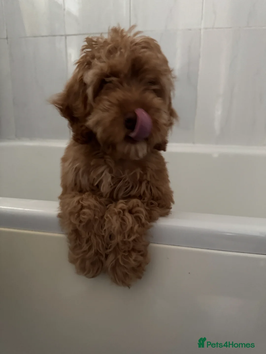 Cockapoo dogs for sale: Beautiful Cockapoo  - Advert 6