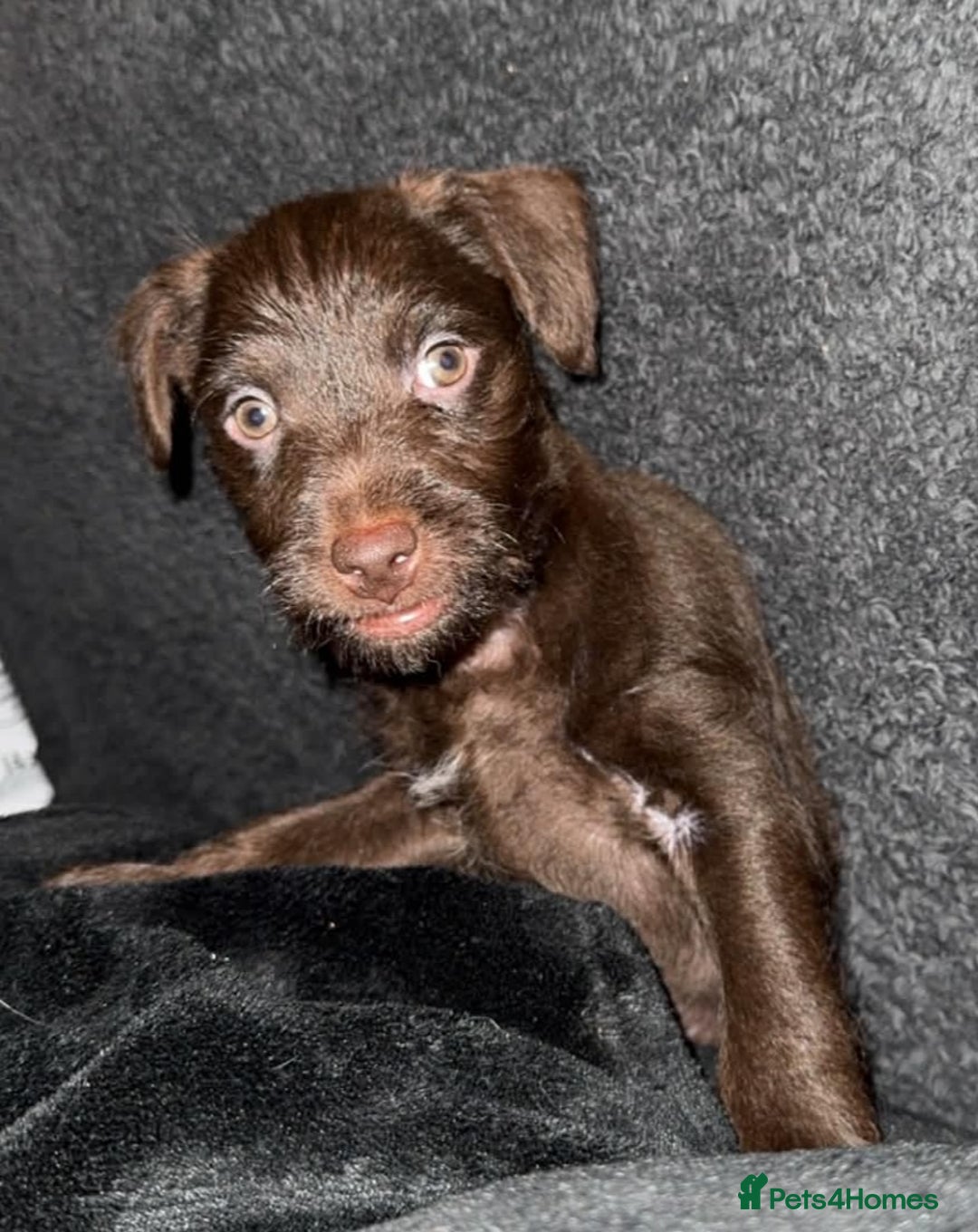 Patterdale Terrier dogs for sale: Beautiful Patterdale terrier puppy  - Advert 3