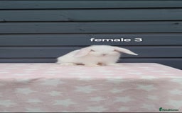 Mini Lop rabbits for sale: Gorgeous mini lop rabbits  - Image 9