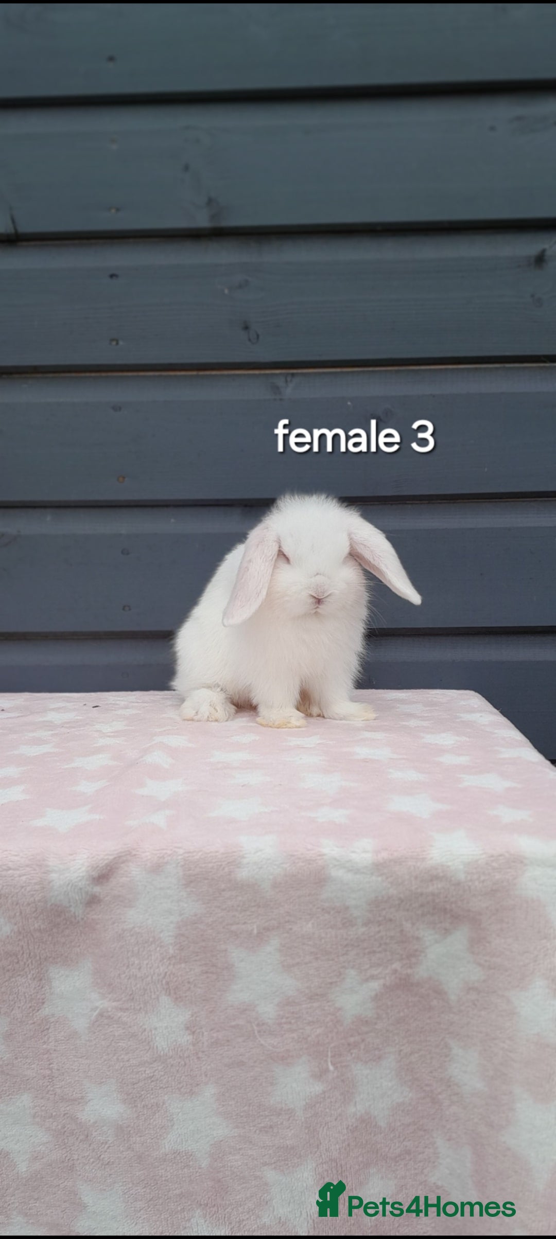 Mini Lop rabbits for sale: Gorgeous mini lop rabbits  - Image 9