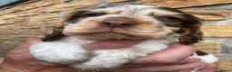 Cocker Spaniel dogs for sale: Lovely show Cocker spaniel puppies 🐶  - Advert 5