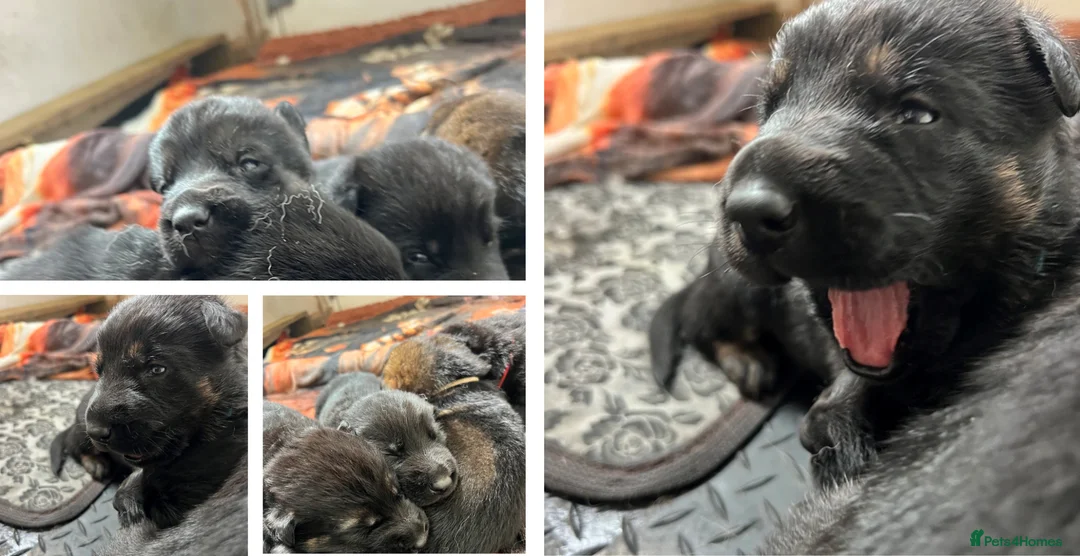 German Shepherd dogs for sale: Straight Back w/line German Shepherd puppies - Advert 2