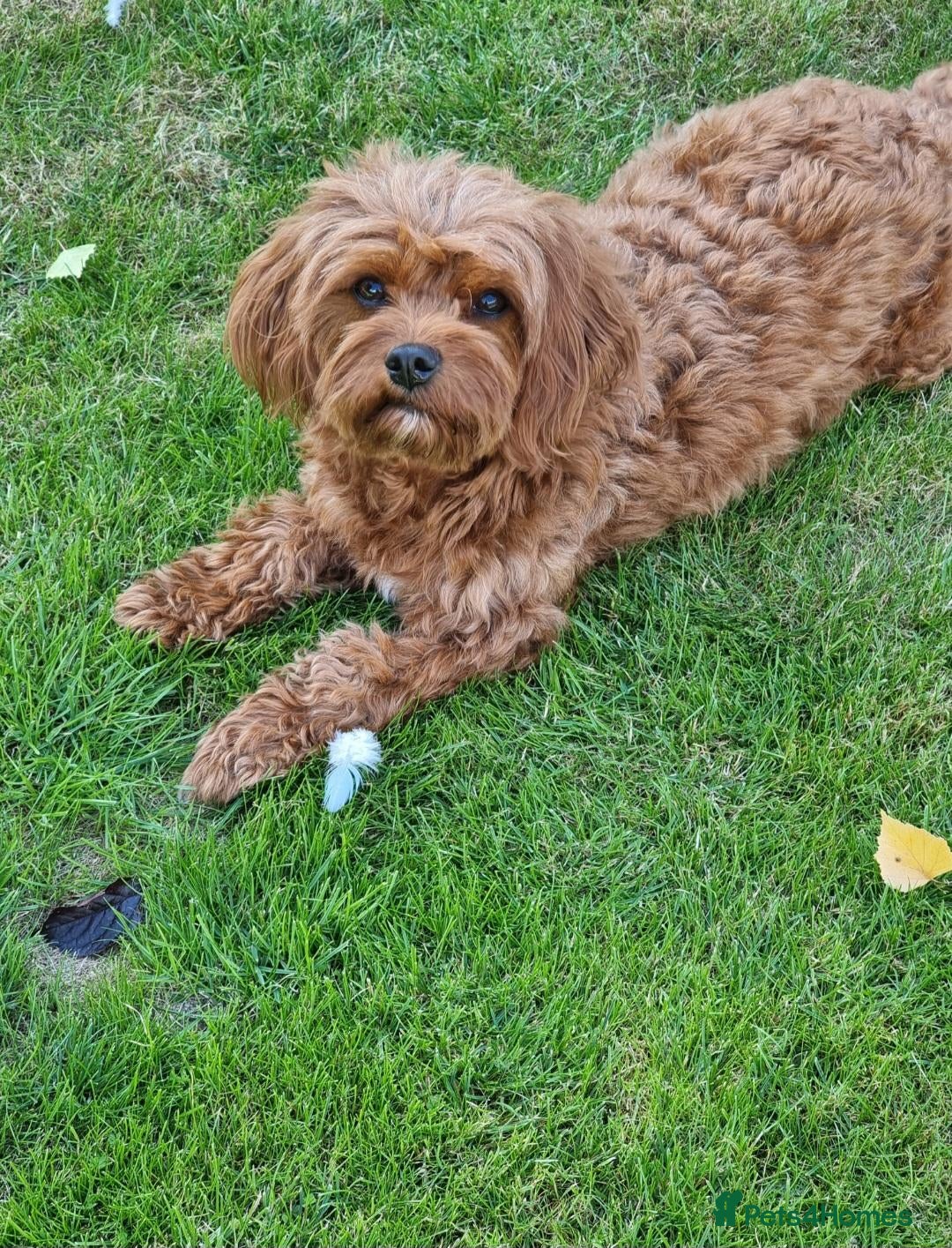 Cavapoo dogs Cavapoo Red F1b puppies  - Advert 1