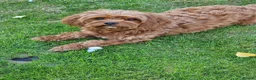Cavapoo dogs for sale: Cavapoo Red F1b puppies  - Advert 1
