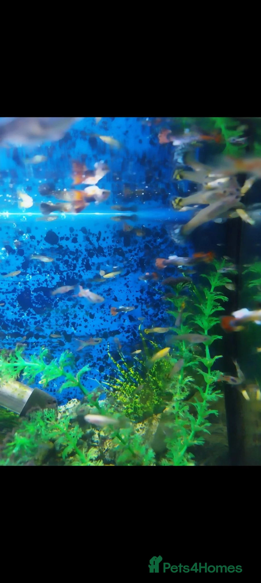 Other/Mixed Breed fish for sale: Guppies  in Pontypridd - Advert 1