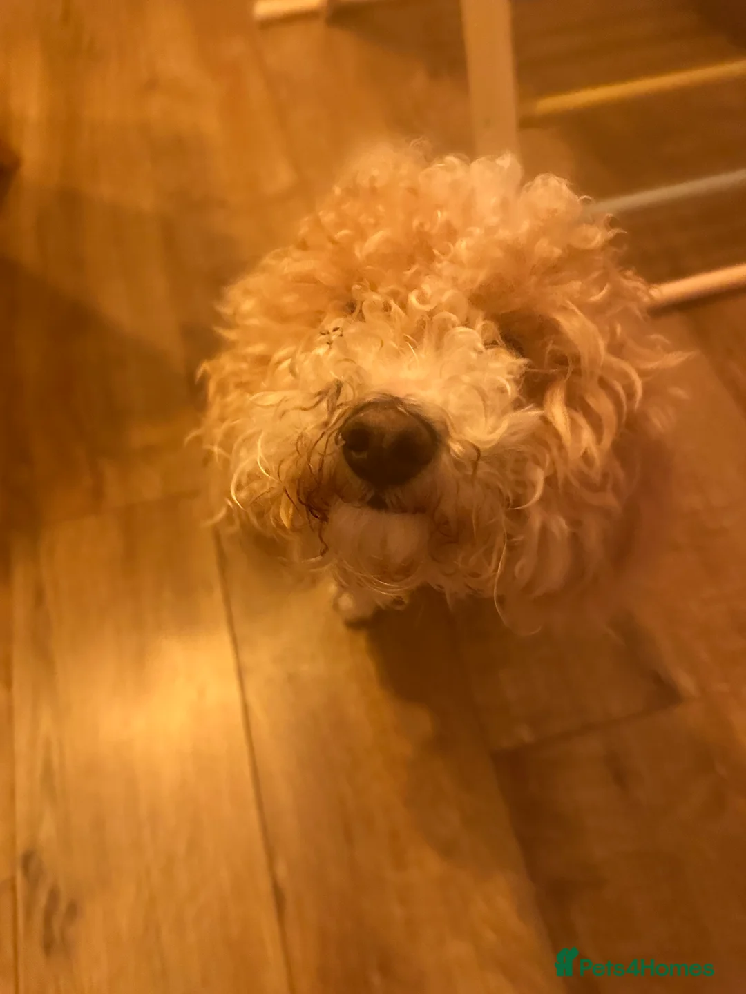 Poochon dogs for sale: Loving, Poodle-Bichon mix looking for a new home - Advert 5