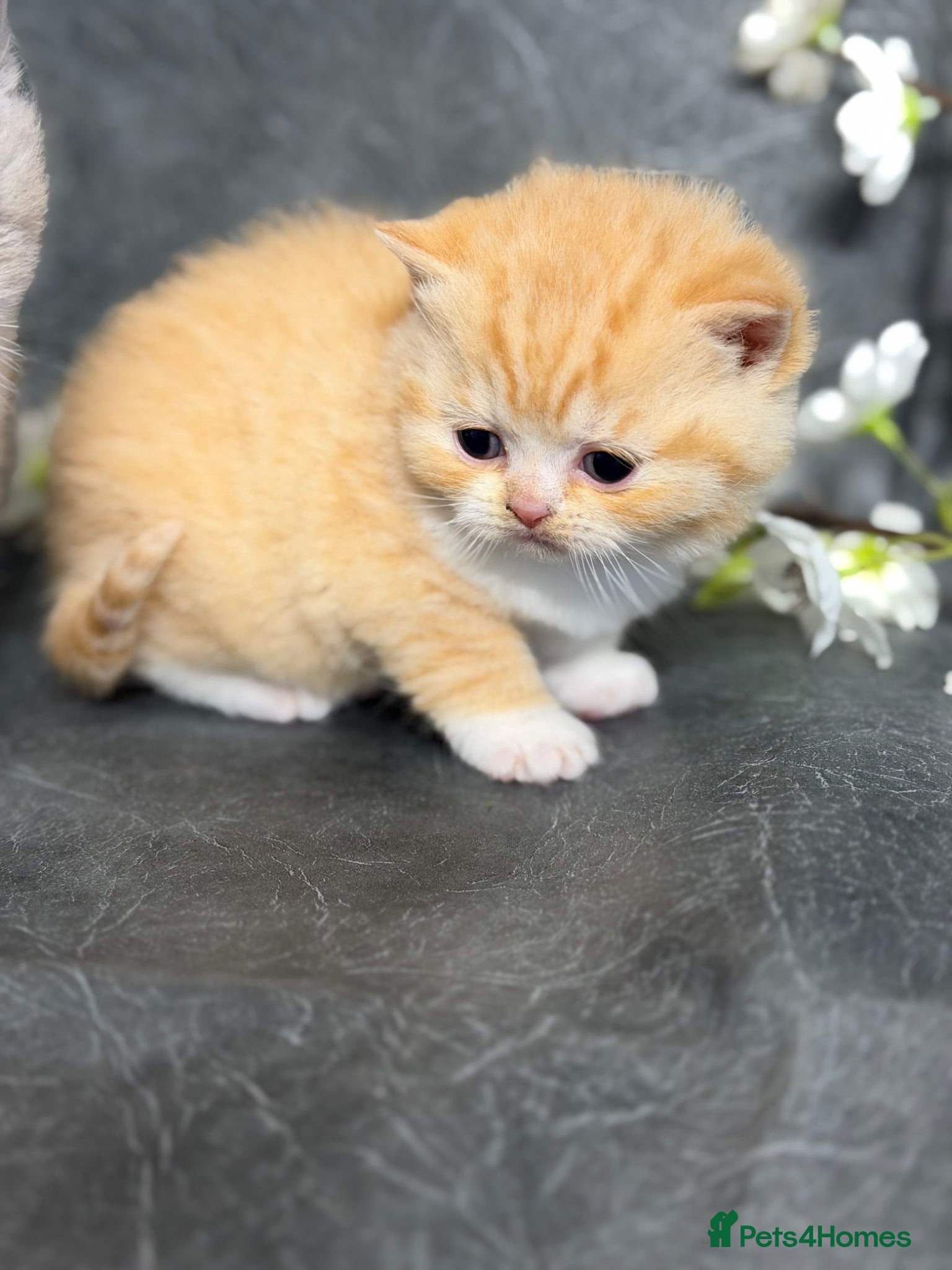 British Shorthair cats BRITISH SHORTHAIR - Full Pedigree/Registered  - Advert 2