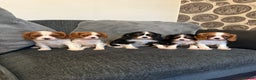 Cavalier King Charles Spaniel dogs for stud: Kc dna clear cavalier boy for stud  in Huddersfield - Advert 15