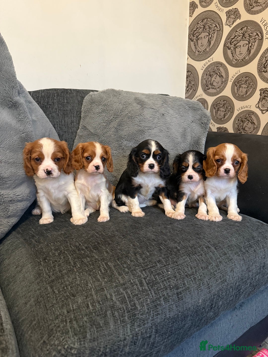 Cavalier King Charles Spaniel dogs for stud: Kc dna clear cavalier boy for stud  in Huddersfield - Image 15
