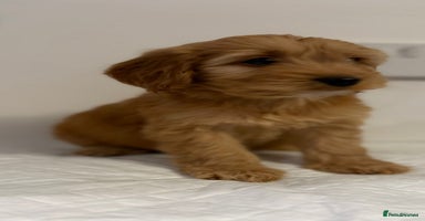 Cockapoo dogs Adorable Cockapoos - Advert 2