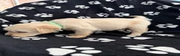Golden Retriever dogs for sale: Kennel Club Health Tested Golden Retriever Puppies - Advert 37