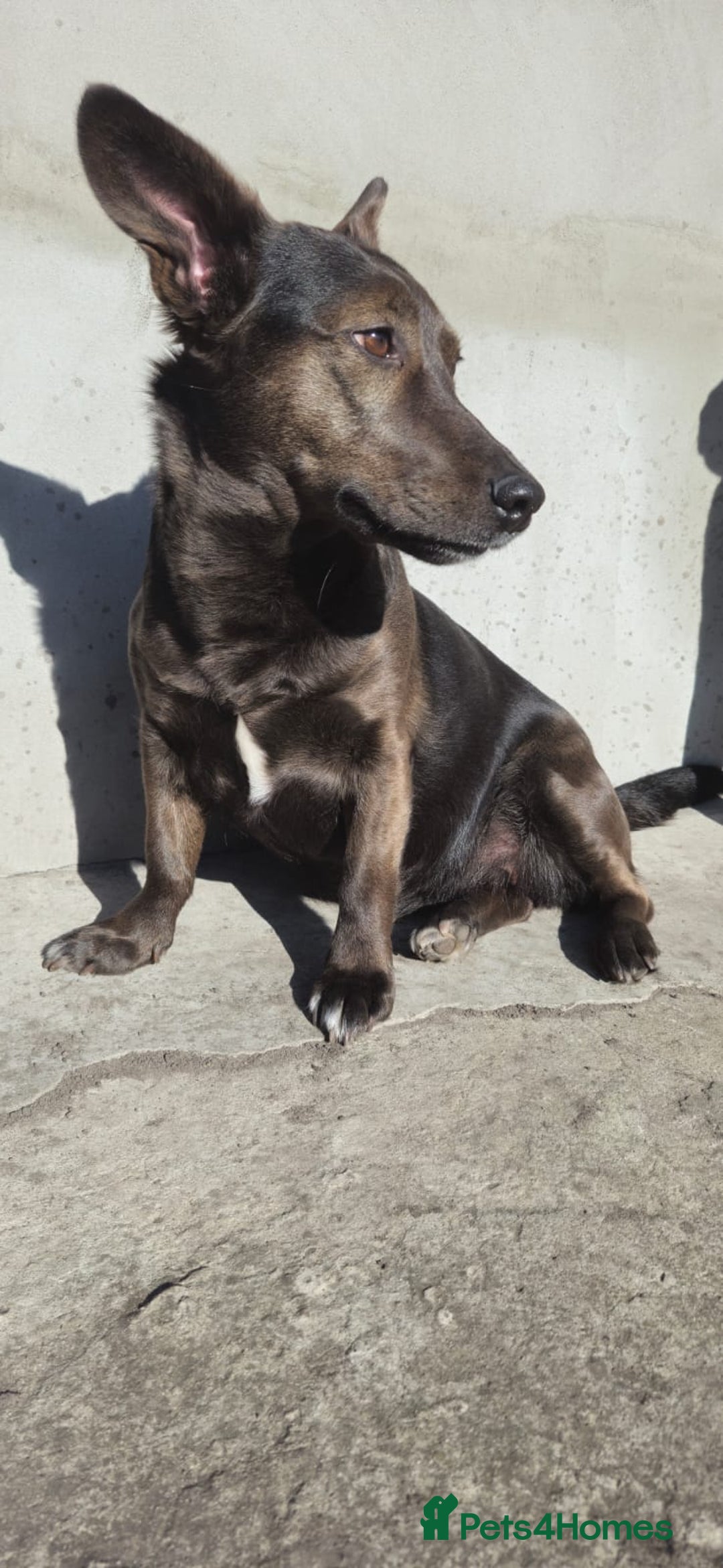 Mixed Breed dogs for adoption: 💖🐶 BUNIA 🐶💖 - Image 4