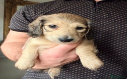 Miniature Dachshund dogs for sale: Long haired miniature dachshunds  - Image 3