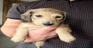 Miniature Dachshund dogs - Advert 14