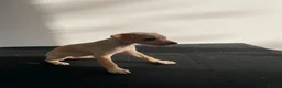 Mixed Breed dogs for sale: Italian greyhound x patterdale - Advert 8