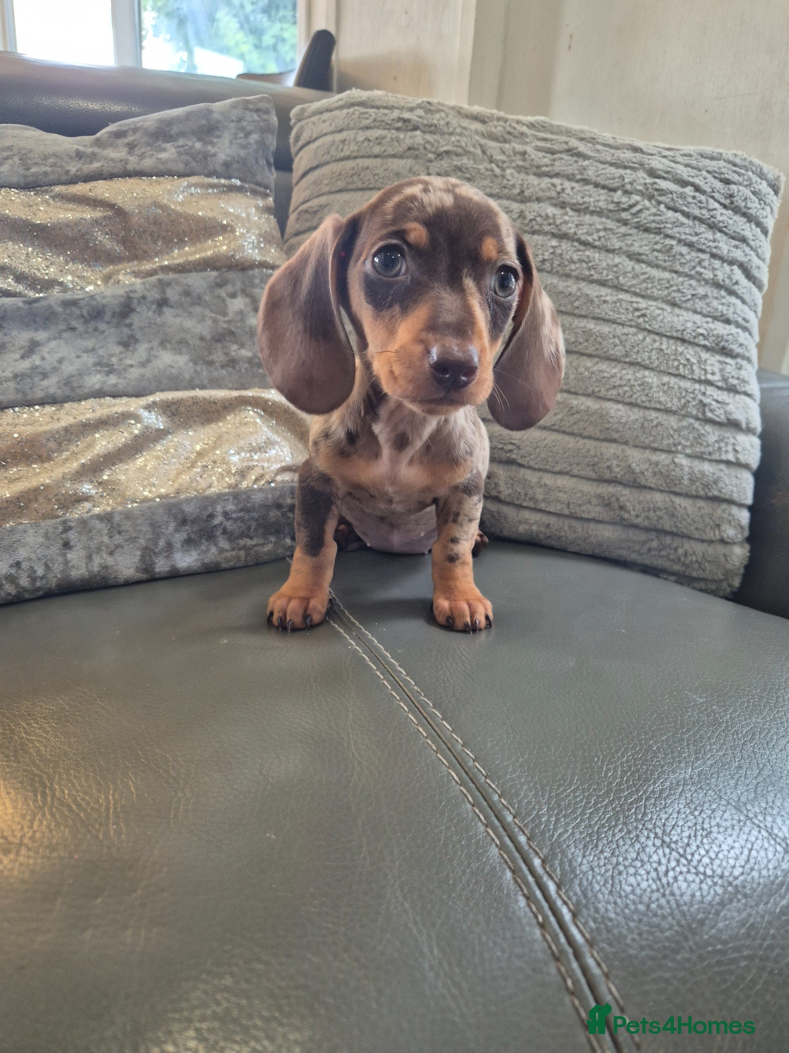 Miniature Dachshund dogs KC Dachshunds  girls - Ready now - Advert 2
