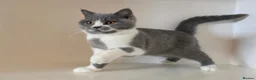 British Shorthair cats for sale: Adorable GCCF REG BSH - ready to leave - Advert 16