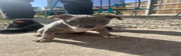 American Bully dogs for sale: American pocket bully’s  - Advert 13