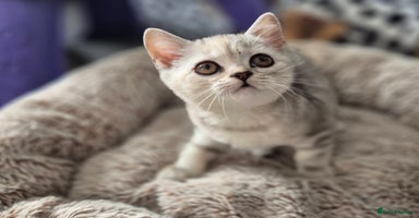 British Shorthair cats - Advert 8