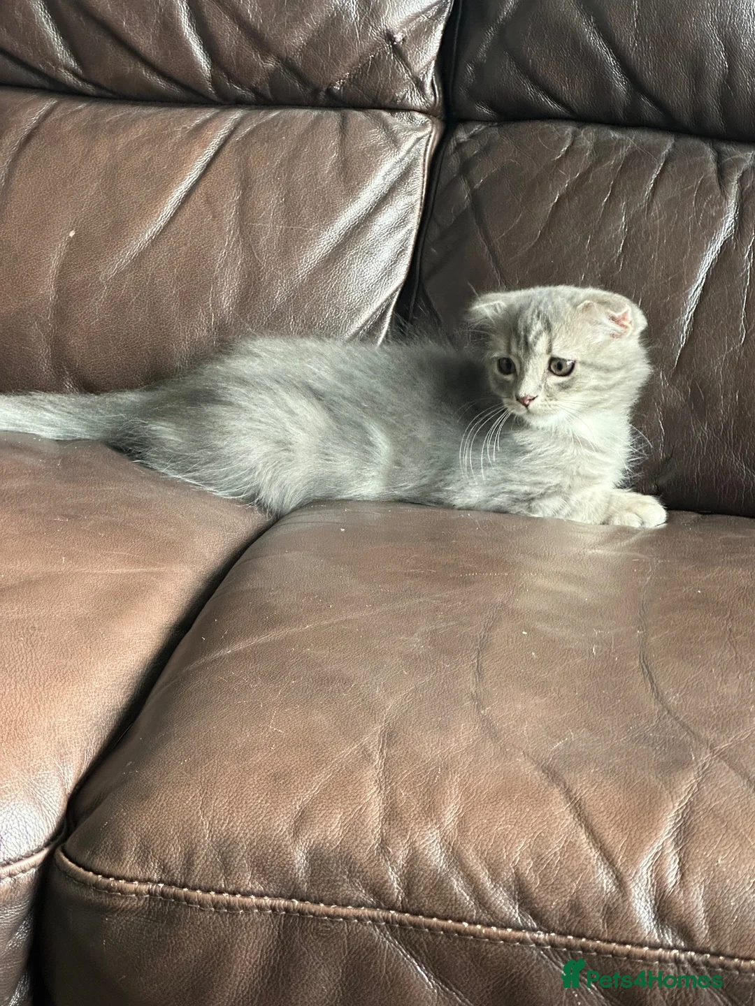 Scottish Fold cats for sale: Beautiful Scottish fold cats in Cardiff - Advert 2