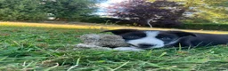 Border Collie dogs for sale: 3 Border Sheep dog Pups for Sale in Llandrindod Wells - Advert 8