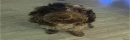 Cockapoo dogs for sale: Amazing Litter - Advert 9