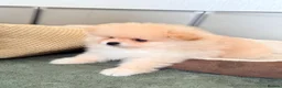 Pomeranian dogs for sale: Lovely Real Pomeranian Teddy Bear Puppies  - Advert 20