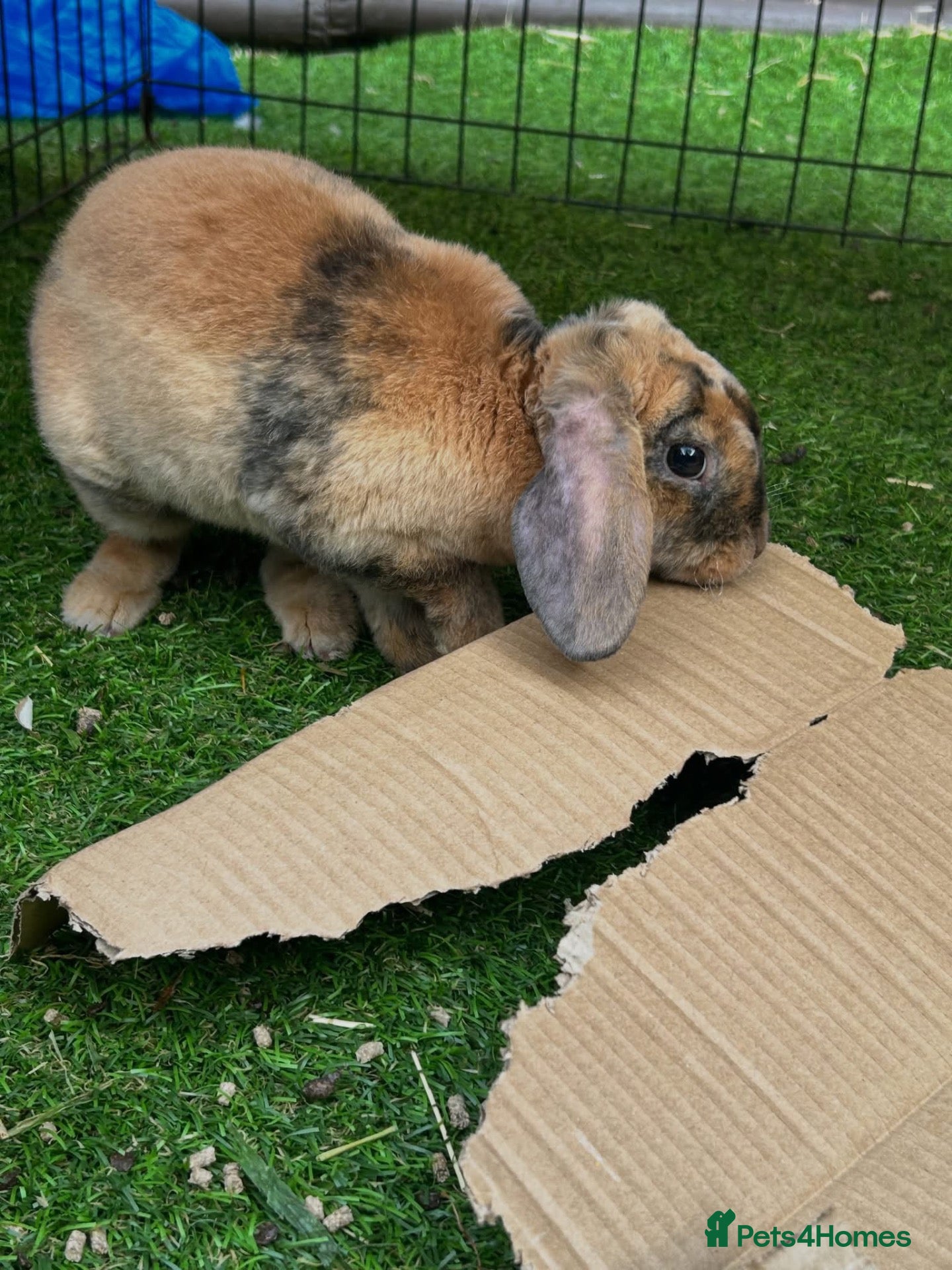 Mini Lop rabbits Mini plush lop  - Advert 1