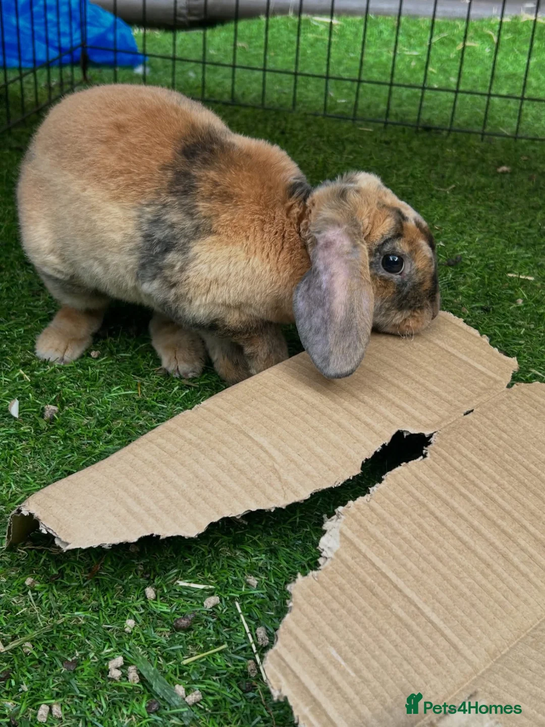 Mini Lop rabbits for sale: Mini plush lop  - Advert 1