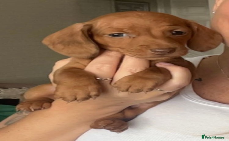 Miniature Dachshund dogs - Advert 1