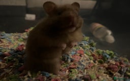 Hamster rodents for sale: Long Haired Syrian Hamster  - Image 3