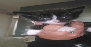 Mixed Breed cats - Advert 1