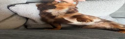 Miniature Dachshund dogs for sale: 1 year old miniature dapple long haired dashound in Newhaven - Advert 7