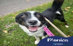 Mixed Breed dogs for adoption: Meet Monica, currently residing in Cheshire  - Image 1