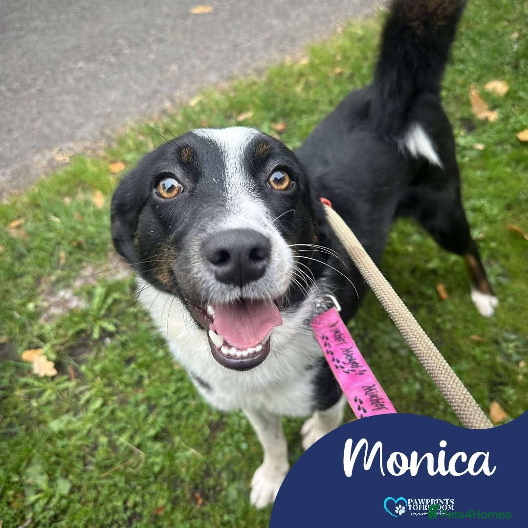 Mixed Breed dogs for adoption: Meet Monica, currently residing in Cheshire  - Image 1